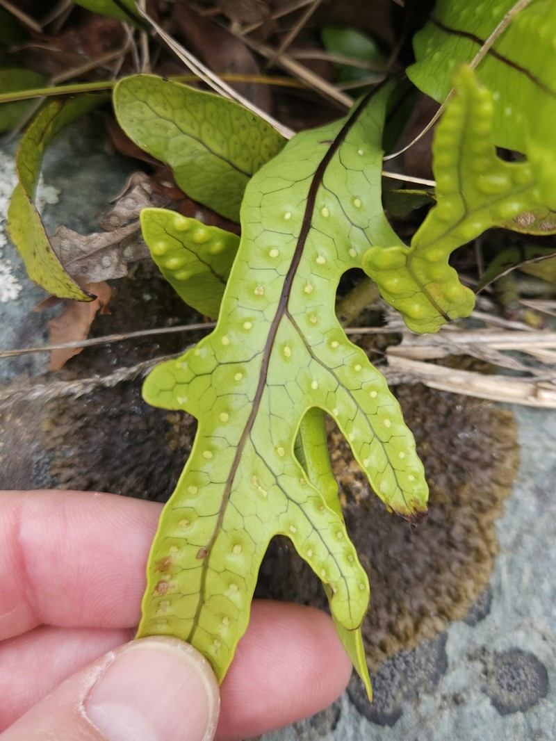 Lecanopteris pustulata subsp. pustulata photo 2