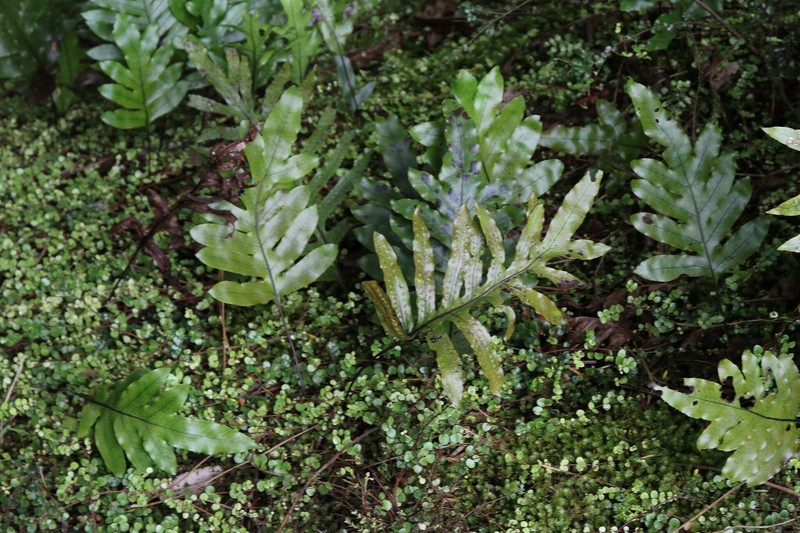 Lecanopteris pustulata subsp. pustulata photo 3