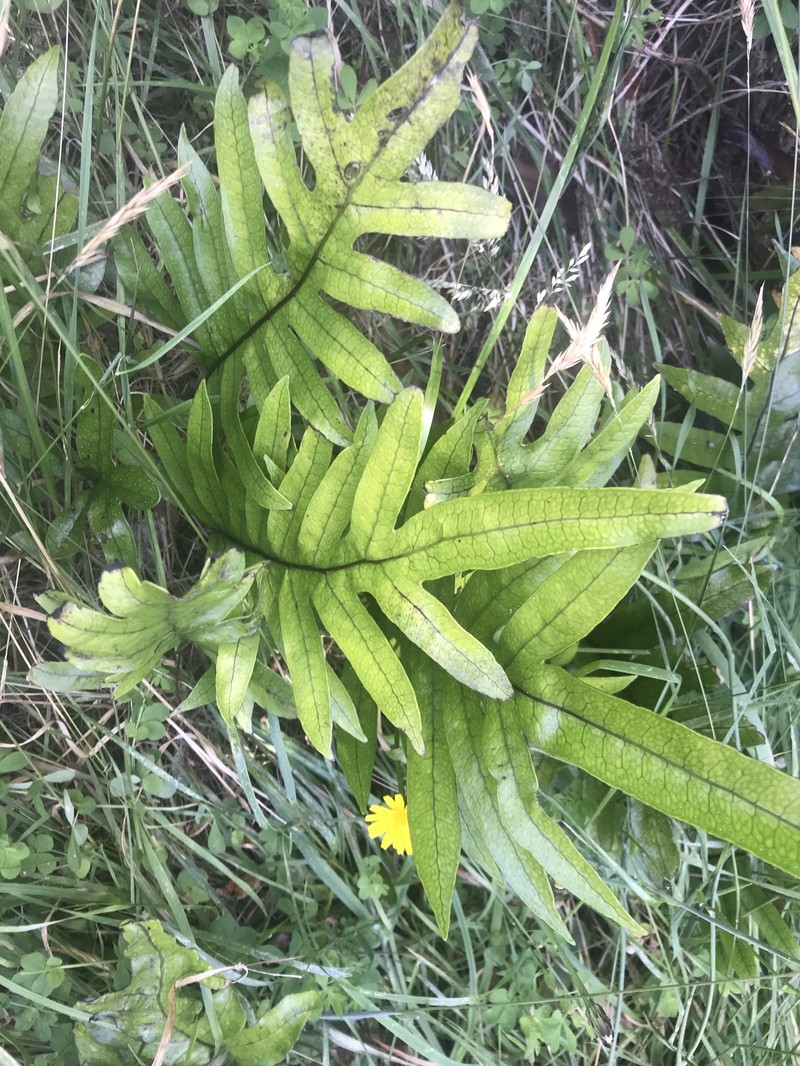 Lecanopteris pustulata subsp. pustulata photo 4