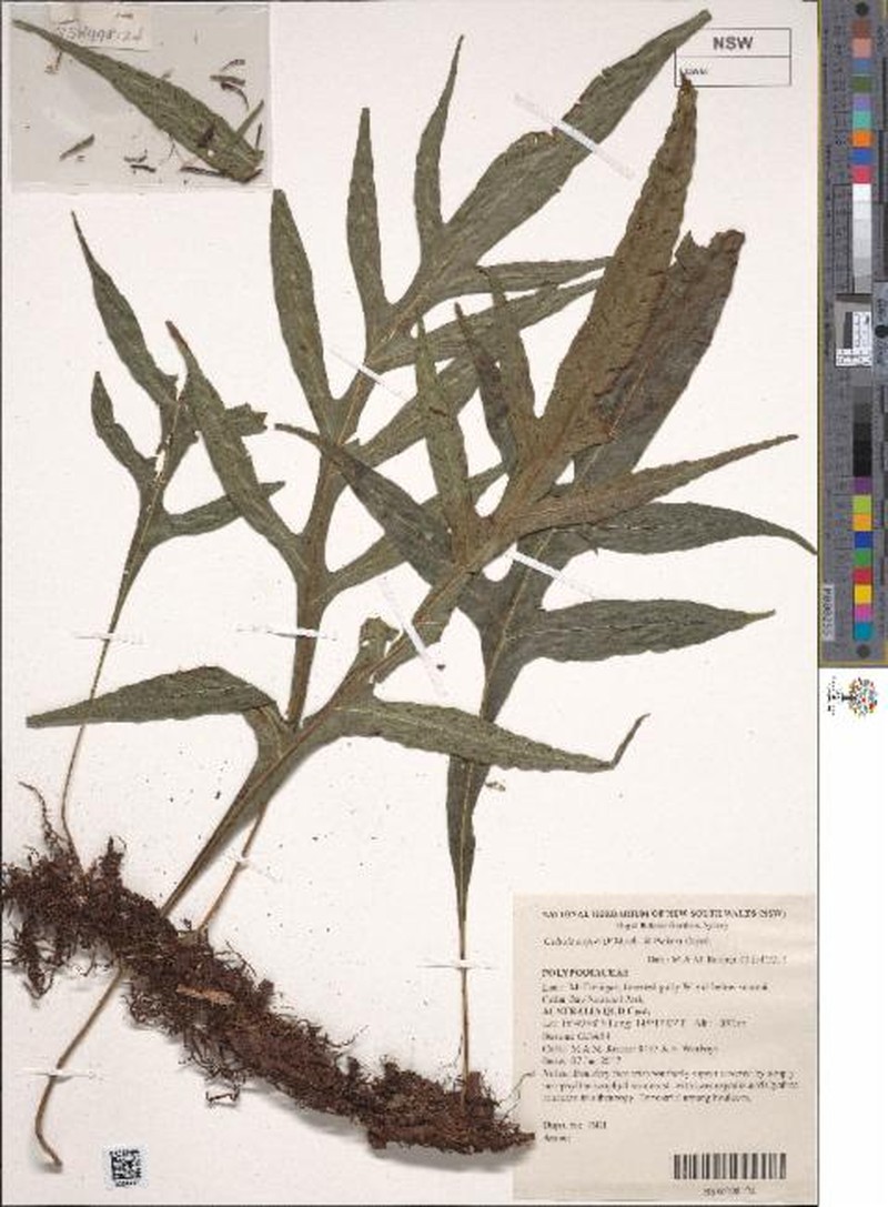 Lecanopteris sayeri