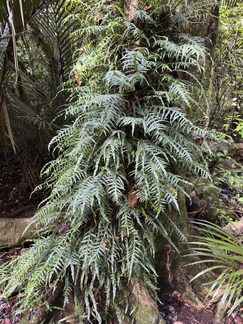 Lecanopteris scandens
