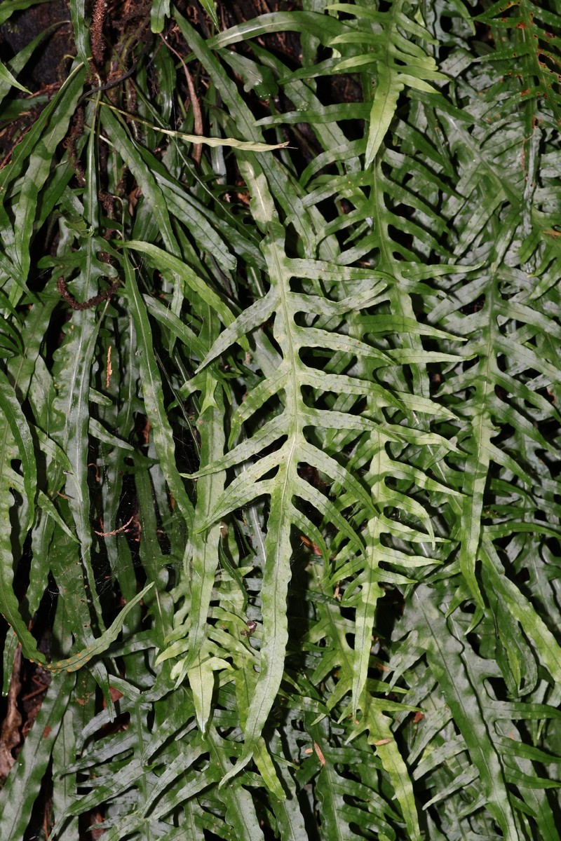 Lecanopteris scandens photo 2