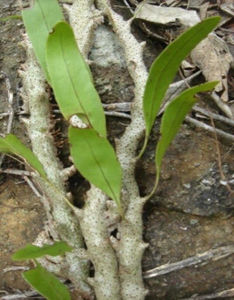 Lecanopteris sinuosa