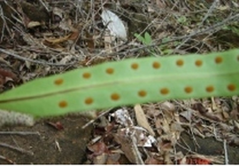 Lecanopteris sinuosa photo 2