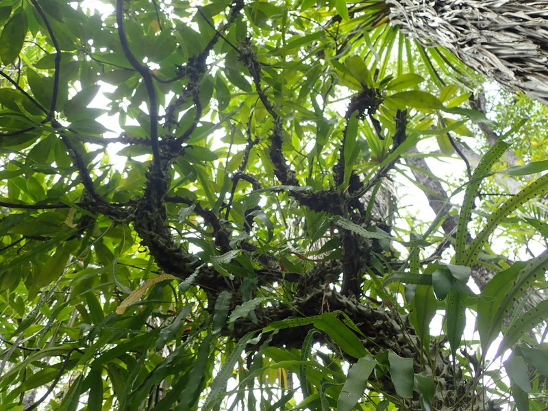 Lecanopteris sinuosa photo 3