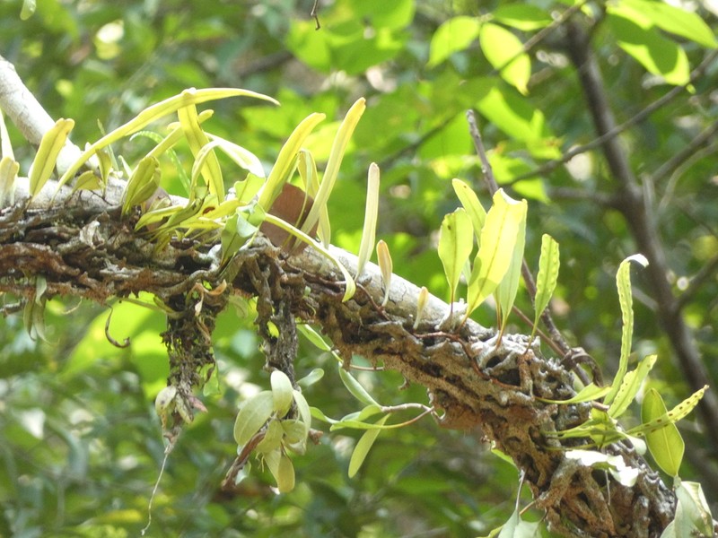 Lecanopteris sinuosa photo 4