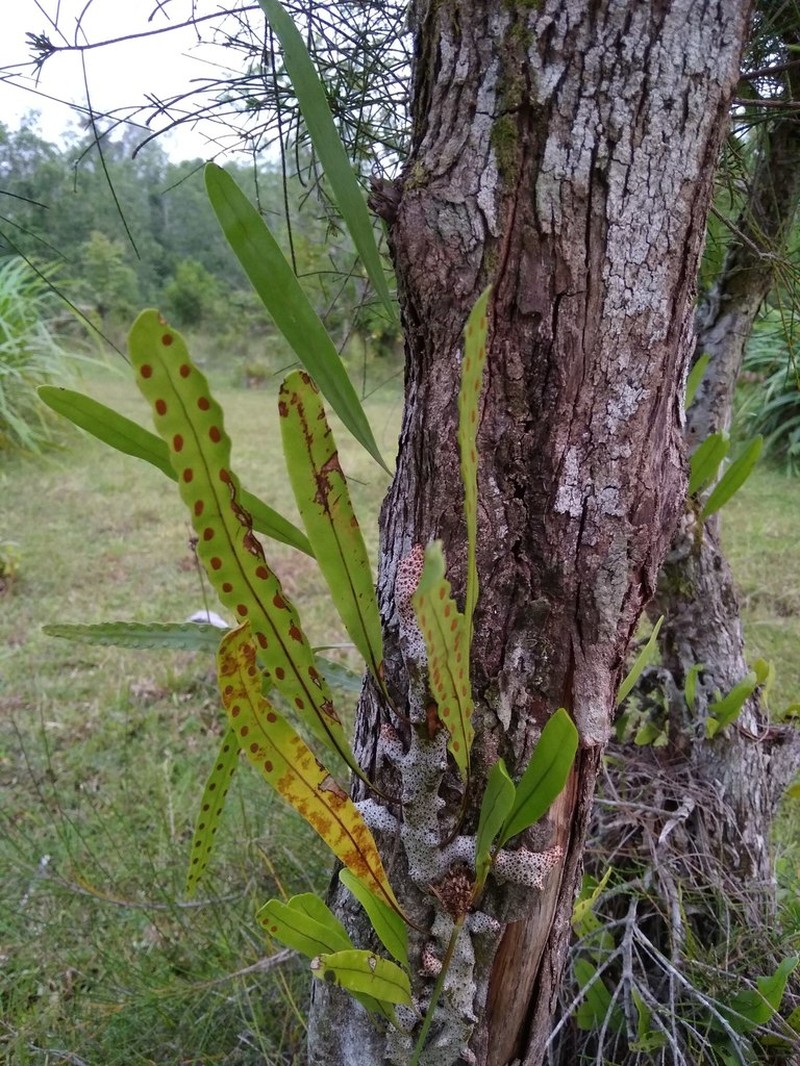 Lecanopteris sinuosa photo 5
