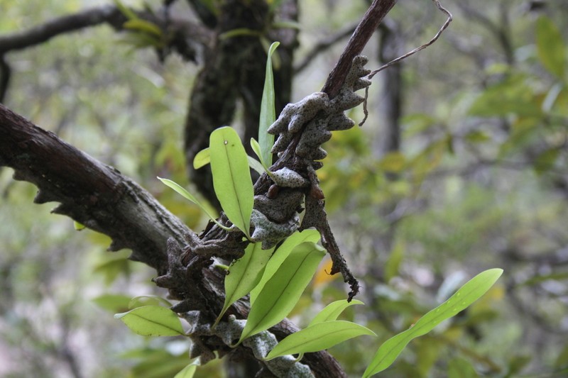 Lecanopteris sinuosa photo 6