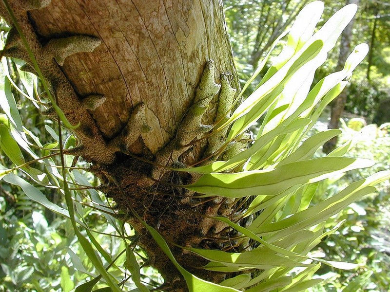Lecanopteris sinuosa photo 7