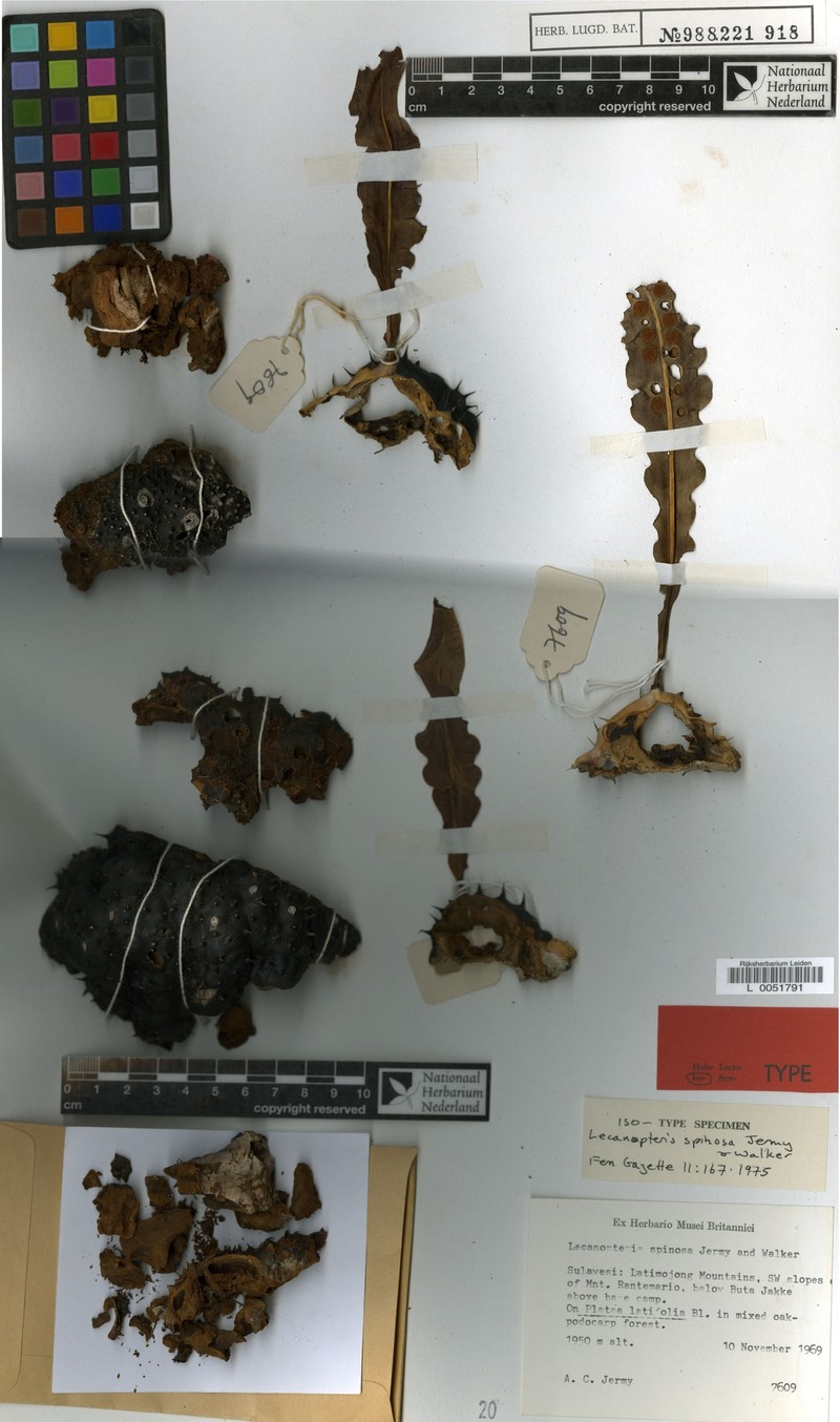 Lecanopteris spinosa photo 2