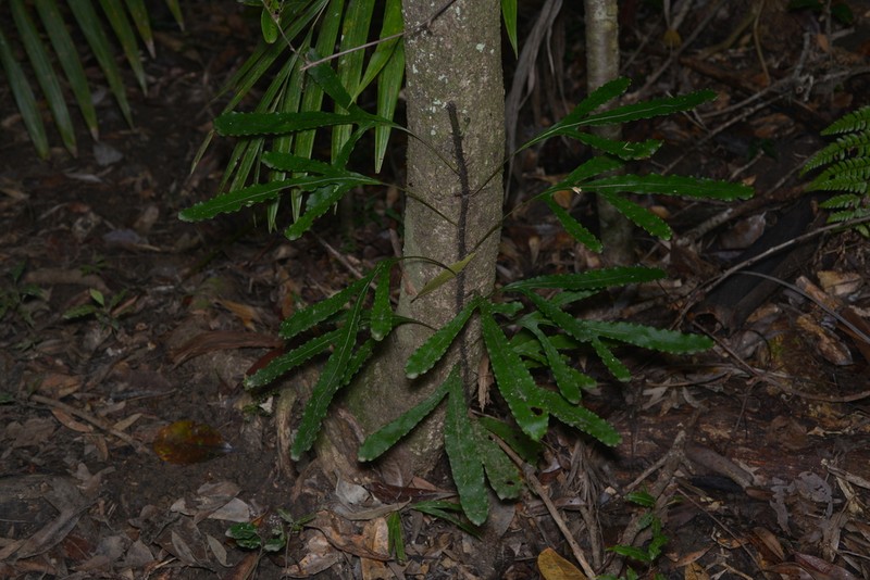 Lecanopteris varians