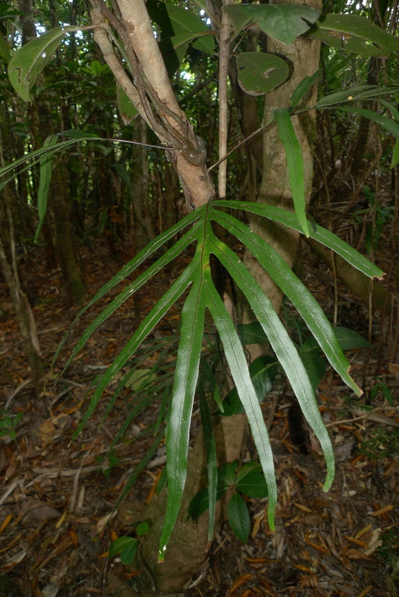 Lecanopteris varians photo 2