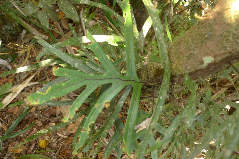 Lecanopteris varians photo 3