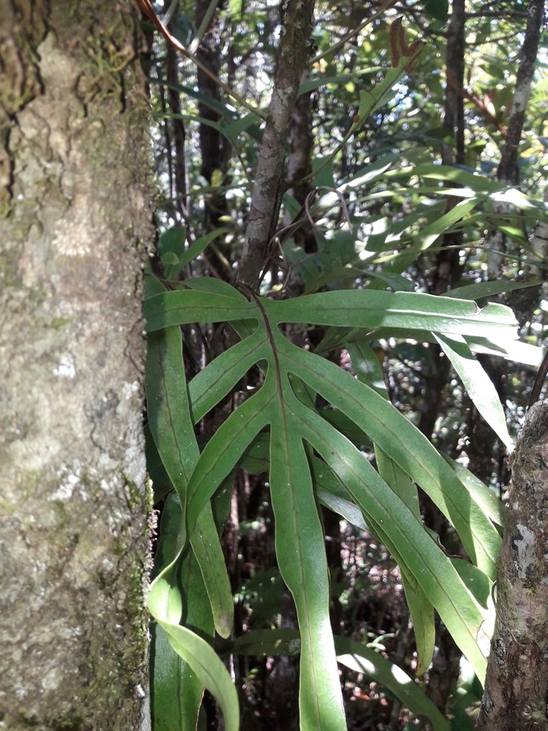 Lecanopteris varians photo 6