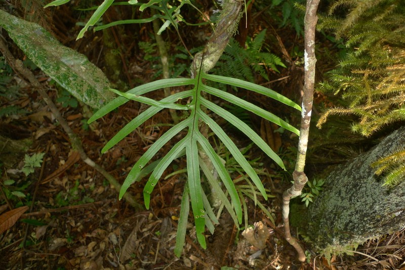Lecanopteris varians photo 7