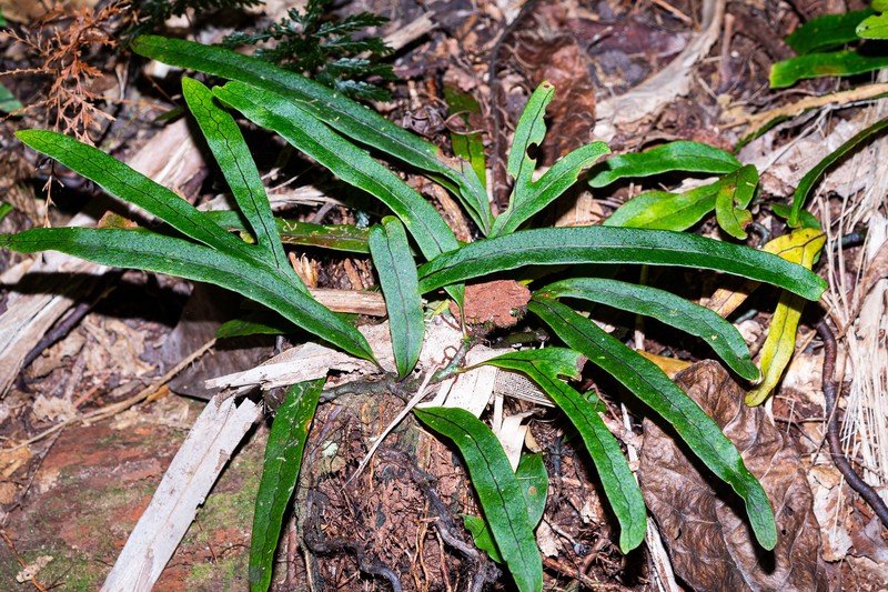Lecanopteris varians photo 8