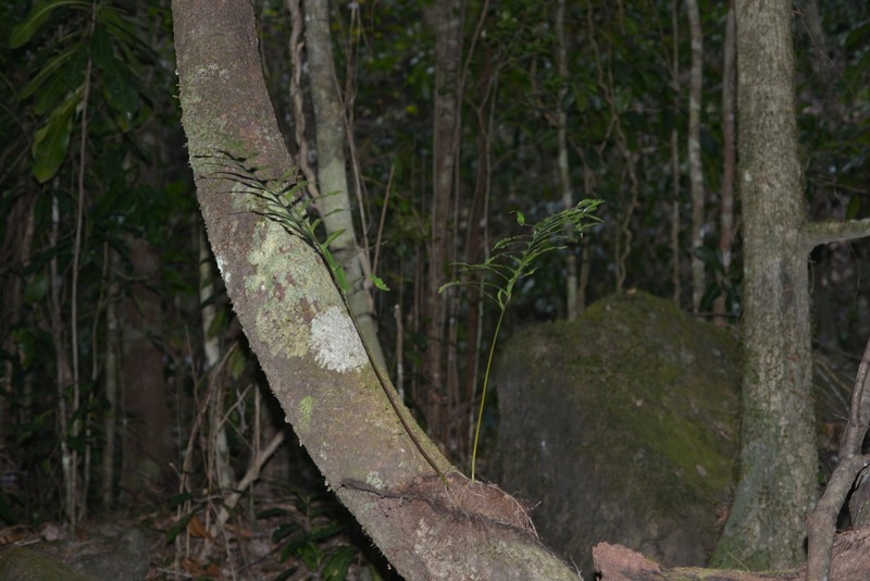 Lecanopteris vieillardii