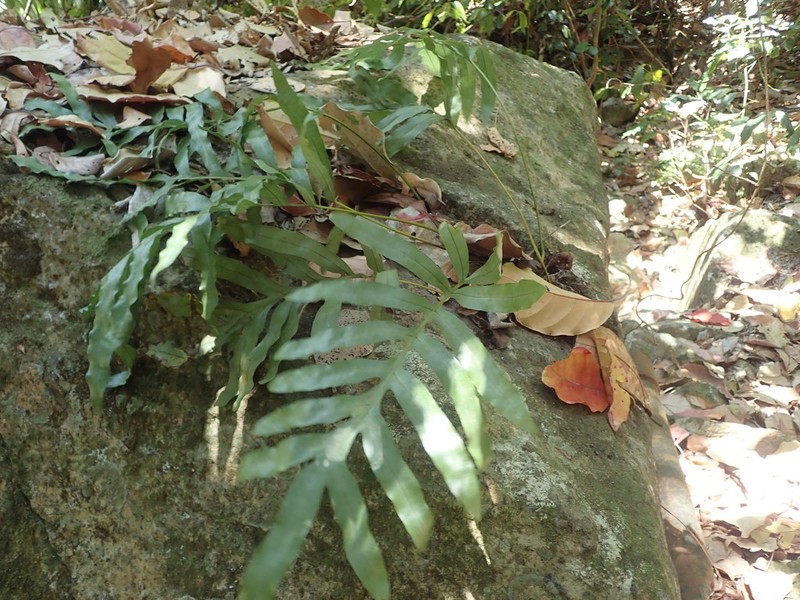 Lecanopteris vieillardii photo 2