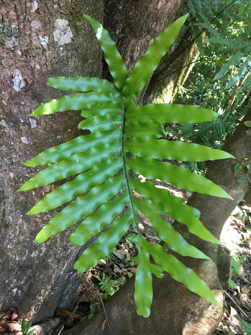 Lecanopteris vieillardii photo 3