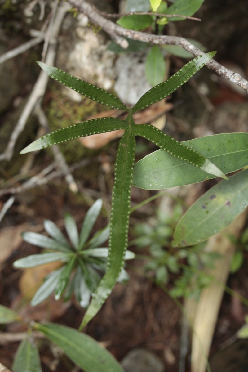 Lecanopteris vieillardii photo 4