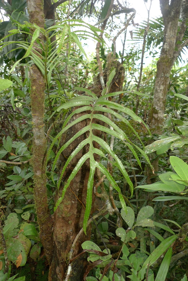 Lecanopteris vieillardii photo 5