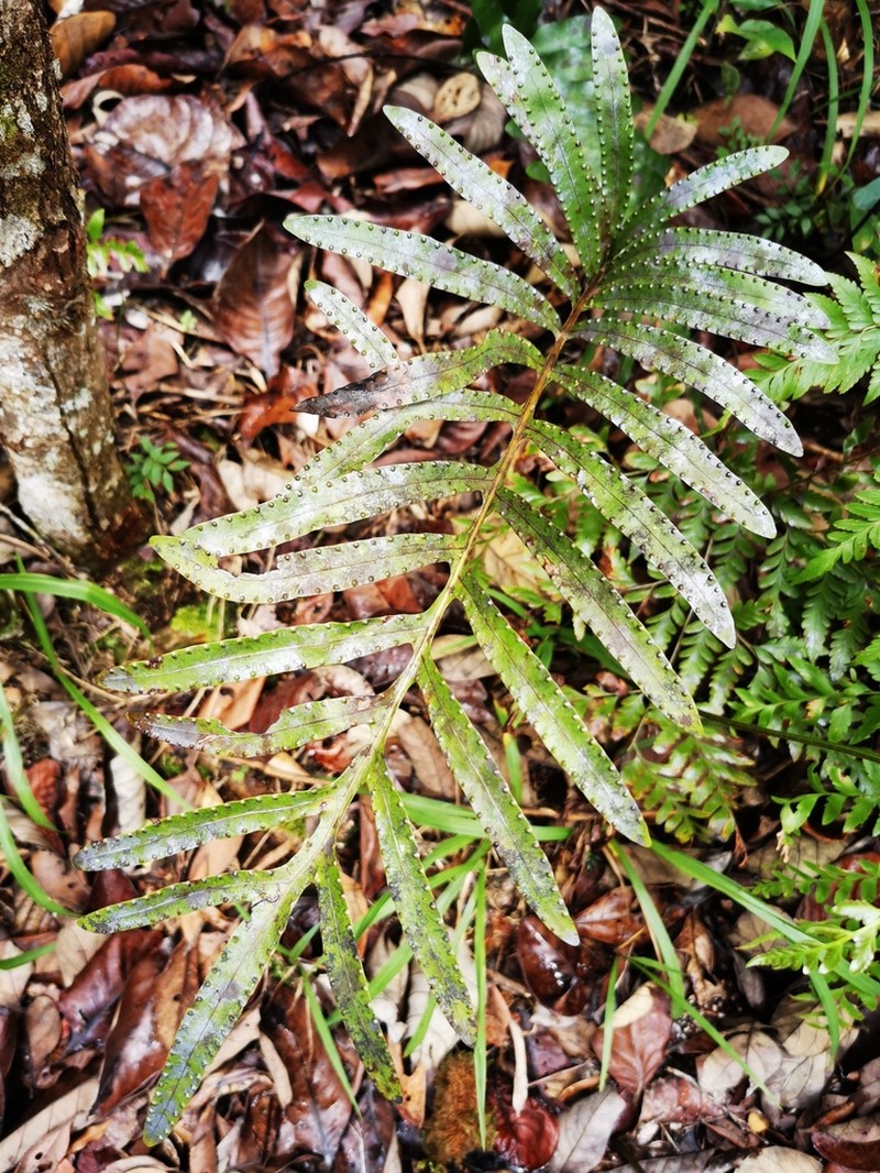 Lecanopteris vieillardii photo 6