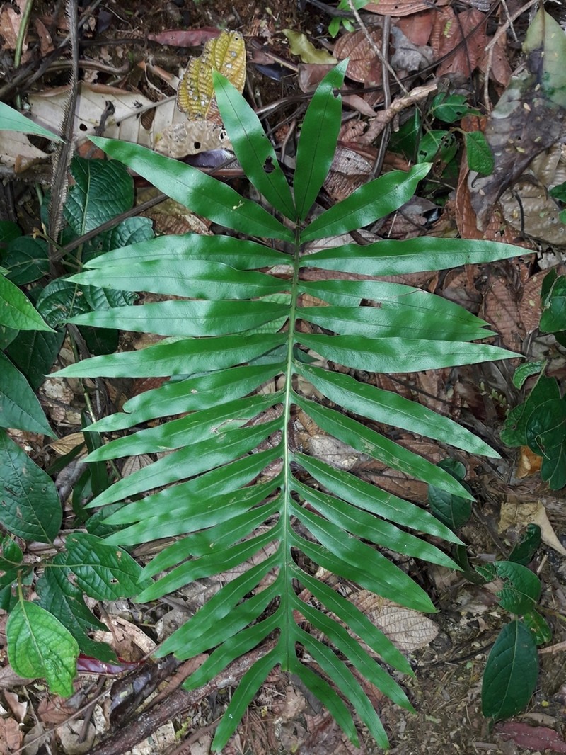 Lecanopteris vieillardii photo 7