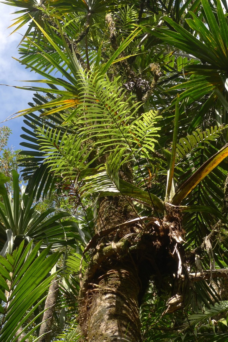 Lecanopteris vieillardii photo 8