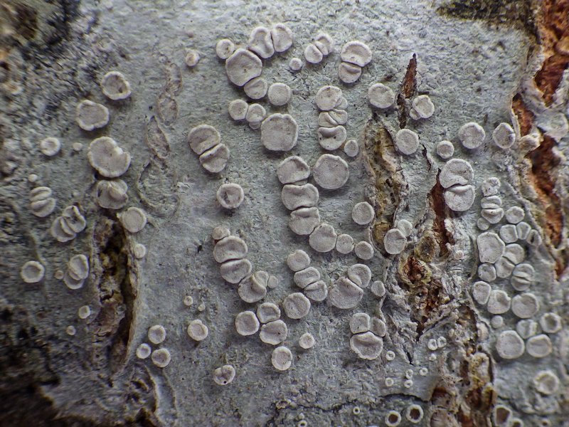 Lecanora albella