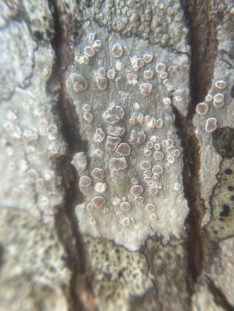 Lecanora albella