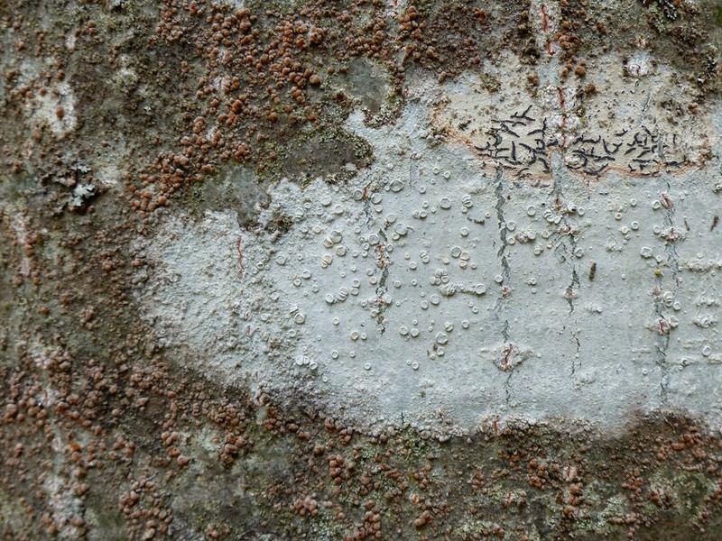 Lecanora albella photo 2