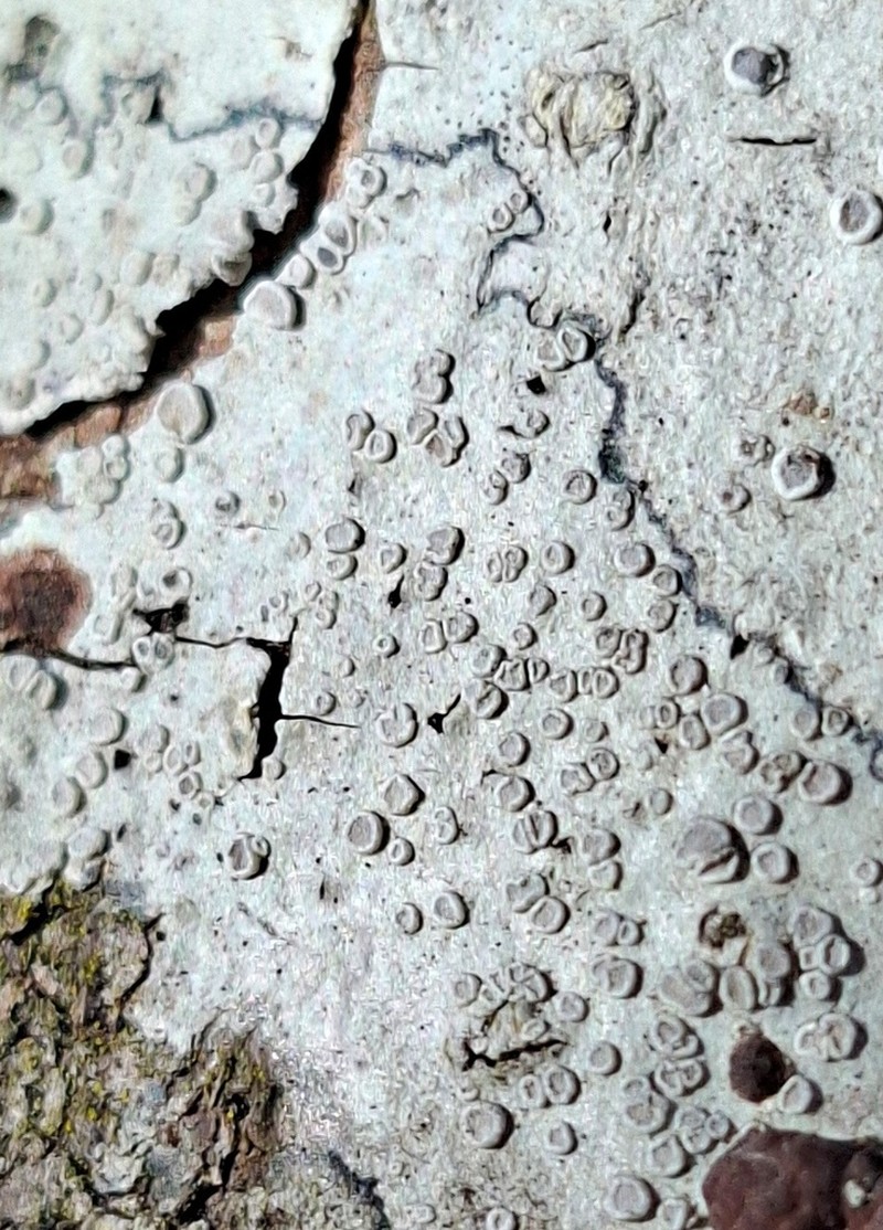 Lecanora albella photo 3