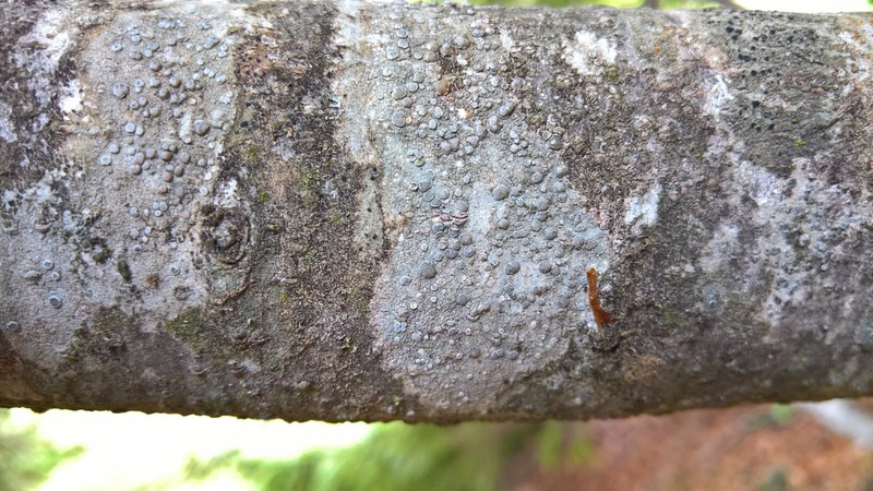 Lecanora albella photo 4