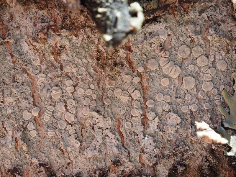 Lecanora albella photo 5