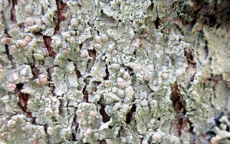 Lecanora albella photo 6