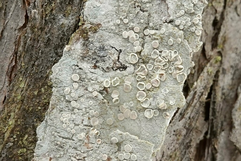 Lecanora albella photo 7