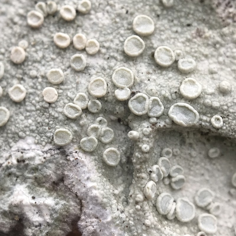 Lecanora albella photo 8