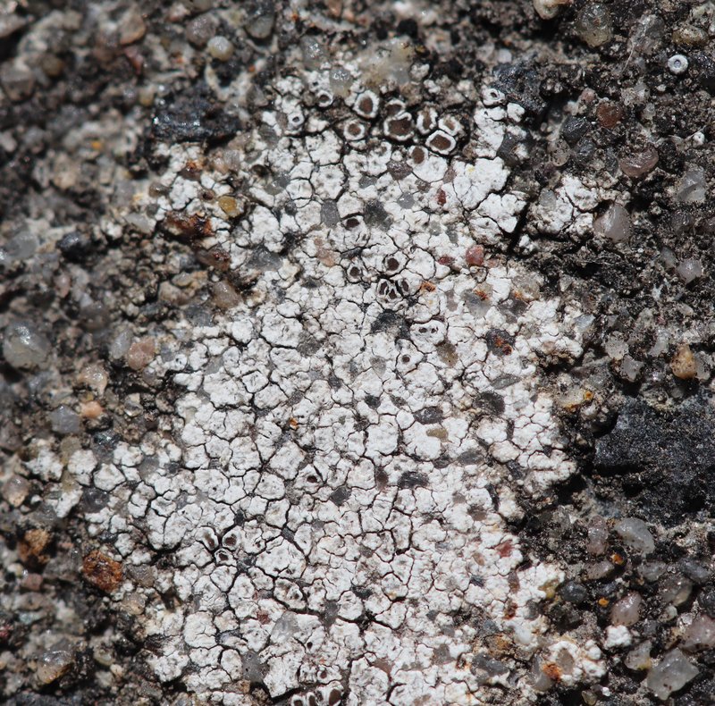 Rim Lichen