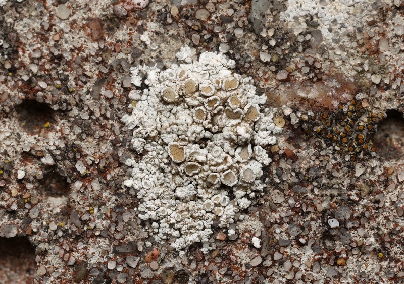 Rim Lichen