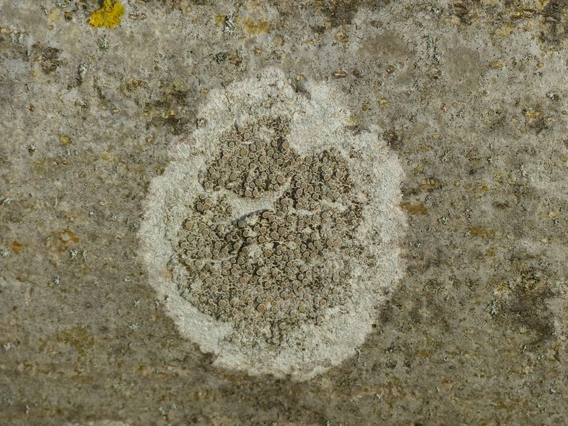 Rim Lichen photo 2