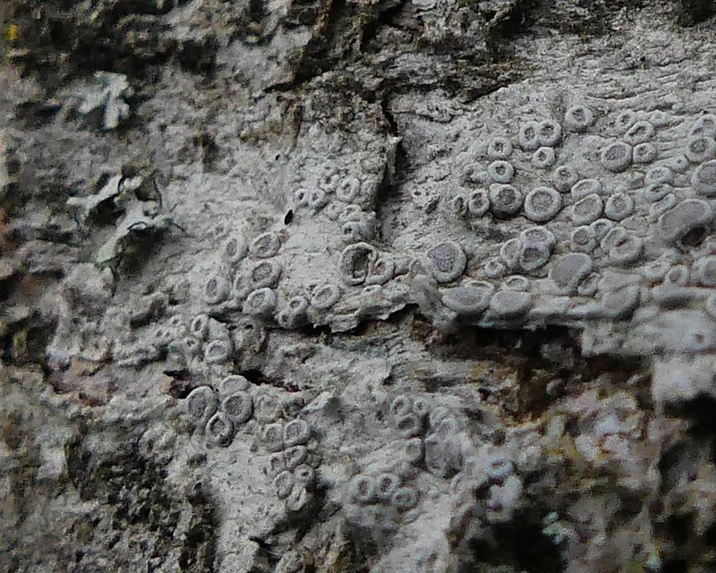 Rim Lichen photo 3