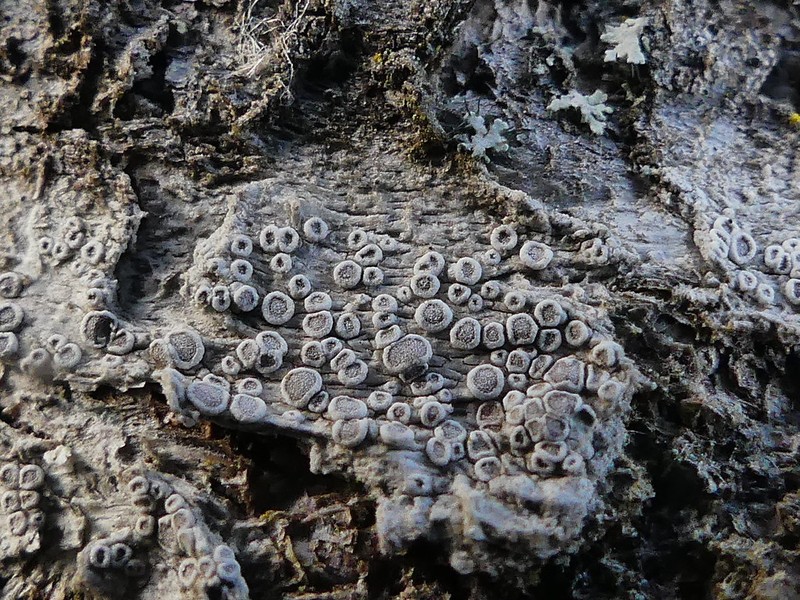Rim Lichen photo 4