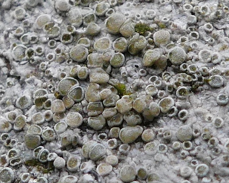Rim Lichen photo 5