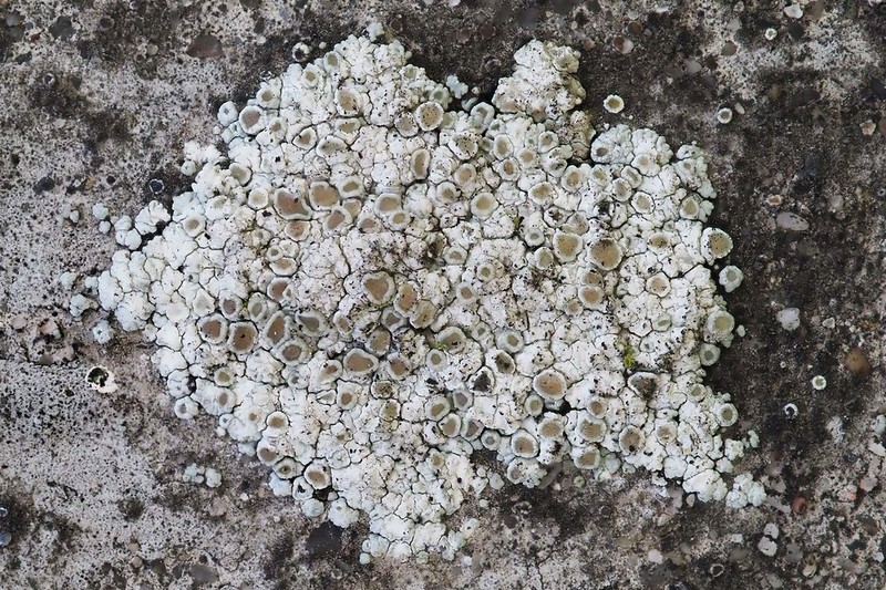 Rim Lichen photo 6