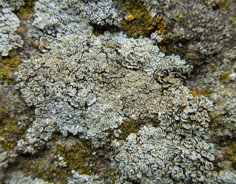 Rim Lichen photo 7