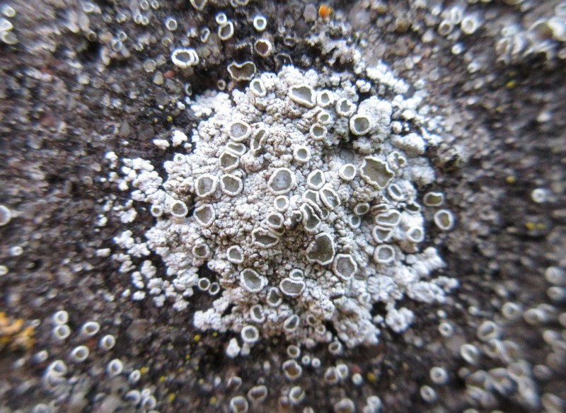 Rim Lichen photo 8