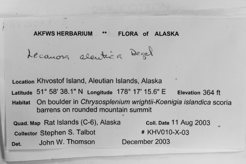 Aleutian Rim Lichen