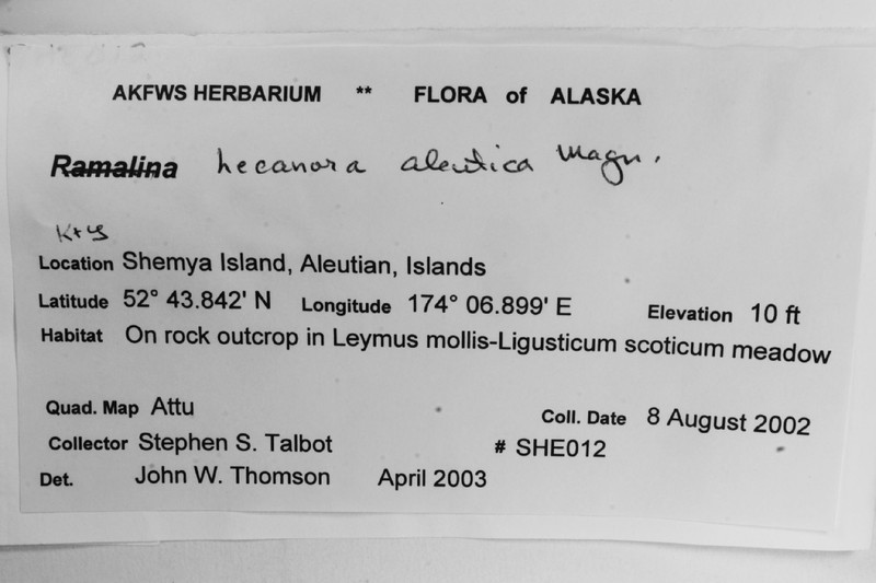 Aleutian Rim Lichen photo 2