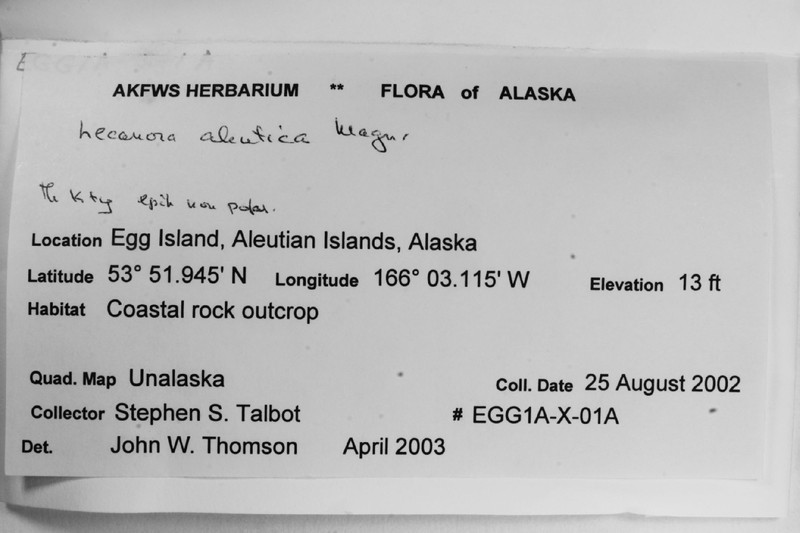 Aleutian Rim Lichen photo 3