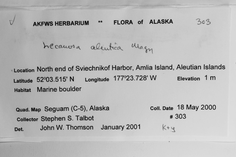 Aleutian Rim Lichen photo 4